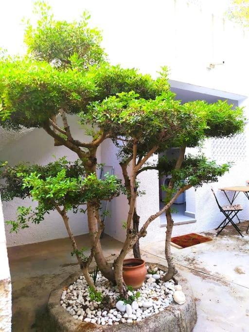 La Casa De Las Palmeras Muntanya la Sella المظهر الخارجي الصورة